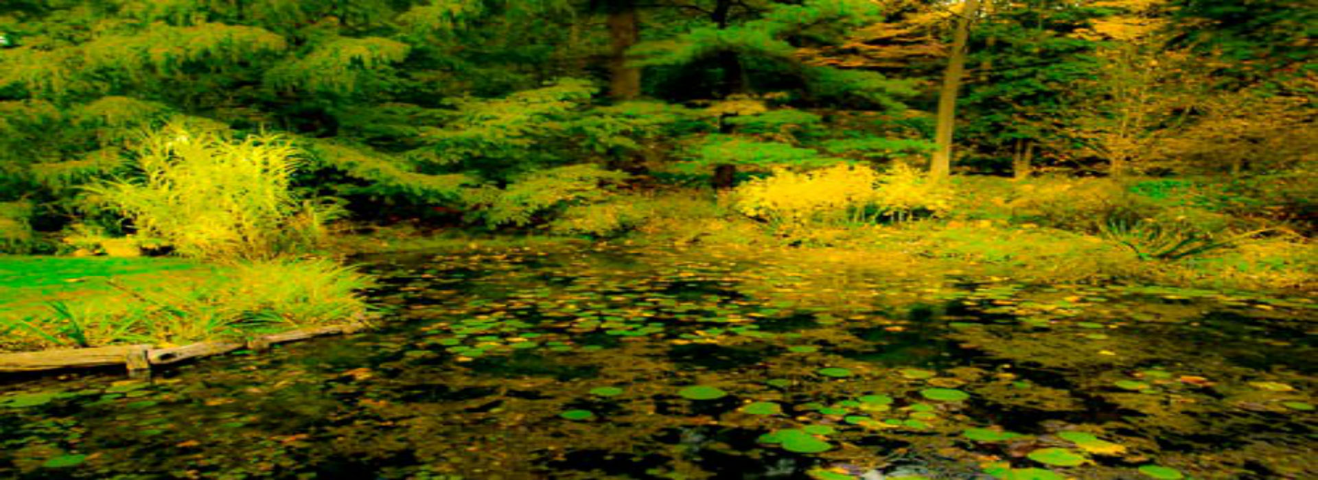 WEBSITE - Water Lillies - Buck Garden